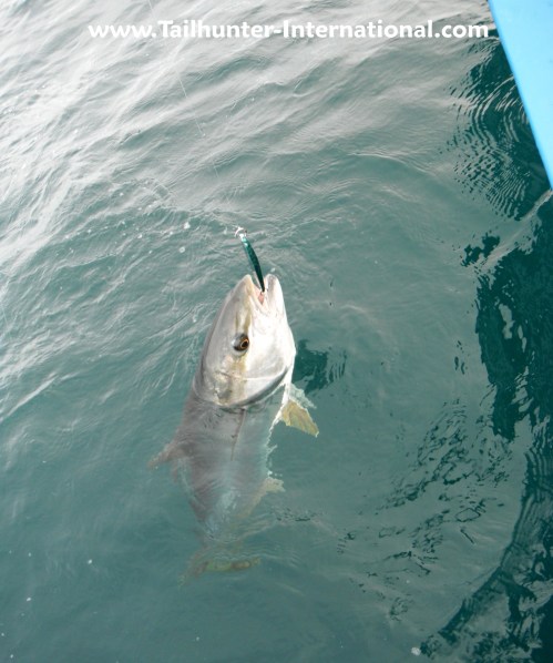 "Fresh one!"  A yellowtail hanging on the iron!  These guys will slam a fast-retrieved iron hard enough to hank the rod from your hands!