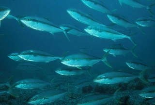 Seriola_lalandi,I_RR1005