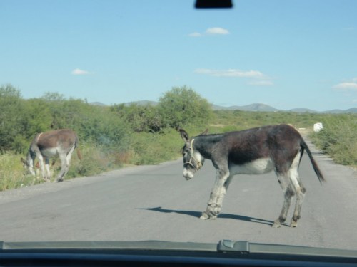 donkeys