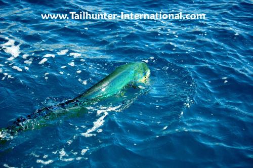 On any given day in the Sea of Cortez, anything can happen!