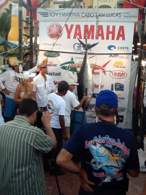 tuna-cabo-tournament-2013-2