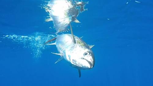 22788666_10214699944561595_2327381771317674817_n